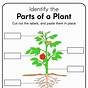 Parts Of Plants Worksheet