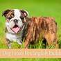 Recommended Food For English Bulldog