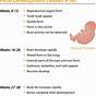 Fetal Development Worksheet