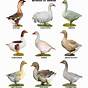 Types Of Geese Chart