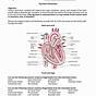 Sheep Heart Dissection Lab Worksheet
