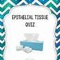 Epithelial Tissue Practice Quiz