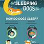 Puppy Sleep Chart By Age