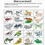 Insect Worksheet For First Grade