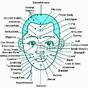 Face Acupuncture Points Chart