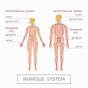 Central Nervous System Chart