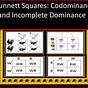 Incomplete Dominance Punnett Square Worksheet