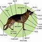 German Shepherd Ear Chart