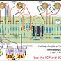 Tube Amp Circuit Diagram