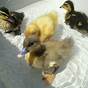 Types Duckling Breed Identification Chart