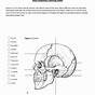 Printable Skull Labeling Exercises