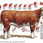 Cow Meat Chart Anatomy & Diagram Of Cow Parts