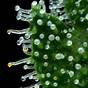 Trichome Chart When To Harvest