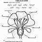 Free Printable Parts Of A Plant Worksheets