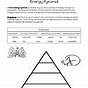 Energy Pyramid Worksheet Answers
