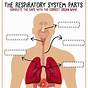 Respiratory Structure Worksheet