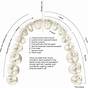 Posterior And Anterior Teeth Chart