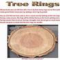 Tree Ring Activity Worksheets