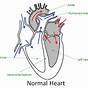 Label Heart Diagram