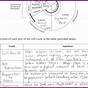 The Cell Cycle Worksheet Answers