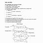 Dna And Rna Practice Worksheet