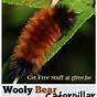 Wooly Caterpillar Winter Chart