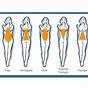 Female Body Shapes Chart
