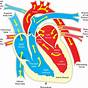 Artificial Heart Circuit Diagram