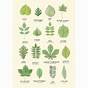 Leaf Identification Chart Pdf