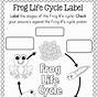 Life Cycle Of A Frog Worksheet Printable