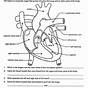 Heart Diagram Worksheet Answers