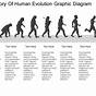 Flow Chart Of Evolution