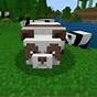 How Rare Is A Sick Panda In Minecraft