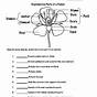 Flower Structure And Reproduction Worksheet Answer Key