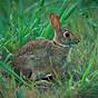Average Lifespan Of A Cottontail Rabbit