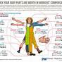 Workers' Compensation Body Part Value Chart