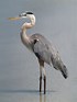 Image result for great blue heron