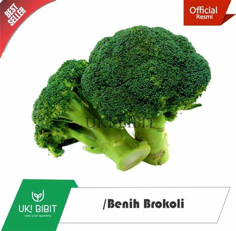 Benih brokoli di Indonesia