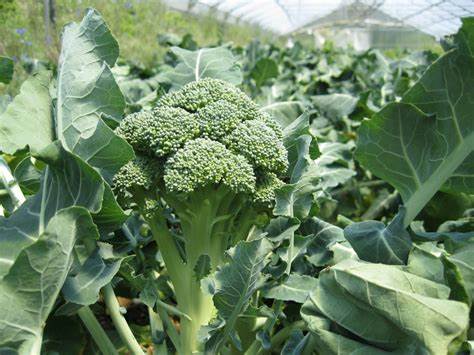 Perawatan brokoli yang sudah ditanam