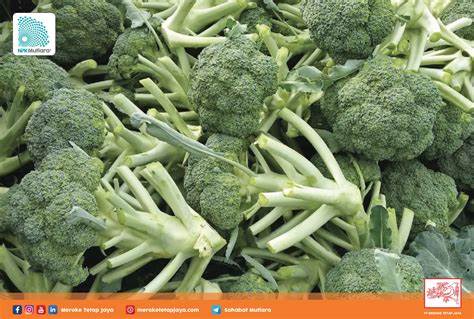 Media tanam brokoli di Indonesia