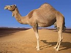 Image result for camel