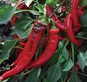 Image result for jimmy nardello sweet pepper