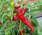 Image result for jimmy nardello sweet pepper