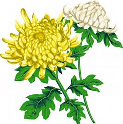 菊の花が皇室のご紋章として使われている背景は 自然治癒力セラピー協会 Spontaneous Healing Therapy Japan
