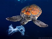 Image result for turtle with plastic bag