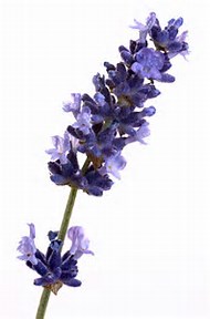 Image result for lavender flowers