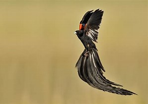 Image result for long-tailed widowbird