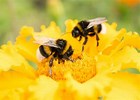 Image result for Bee