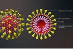 Image result for Corona virus