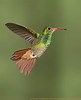 Image result for rufous-tailed hummingbird